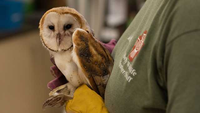 'Relentless sun': Arizona wildlife center receives up to 120 animals a day suffering from the heat - Vimarsana News