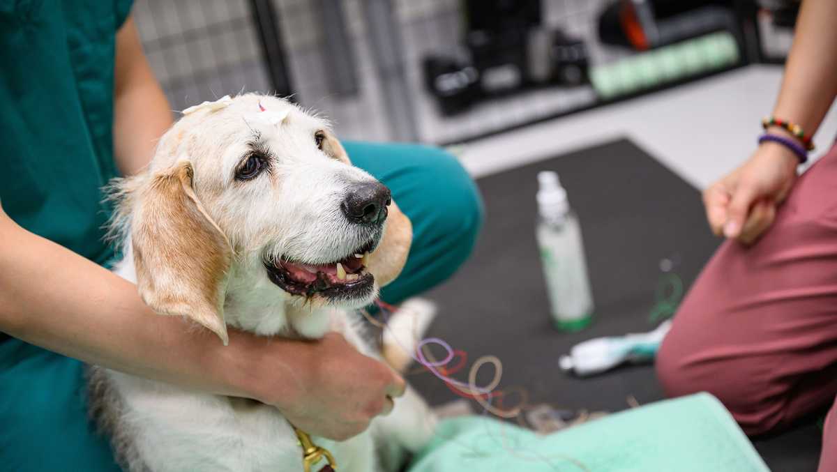 Older dogs who sleep badly may have dementia, study says