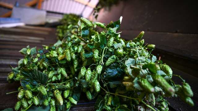 The climate crisis is coming for your hoppy beer - Vimarsana News