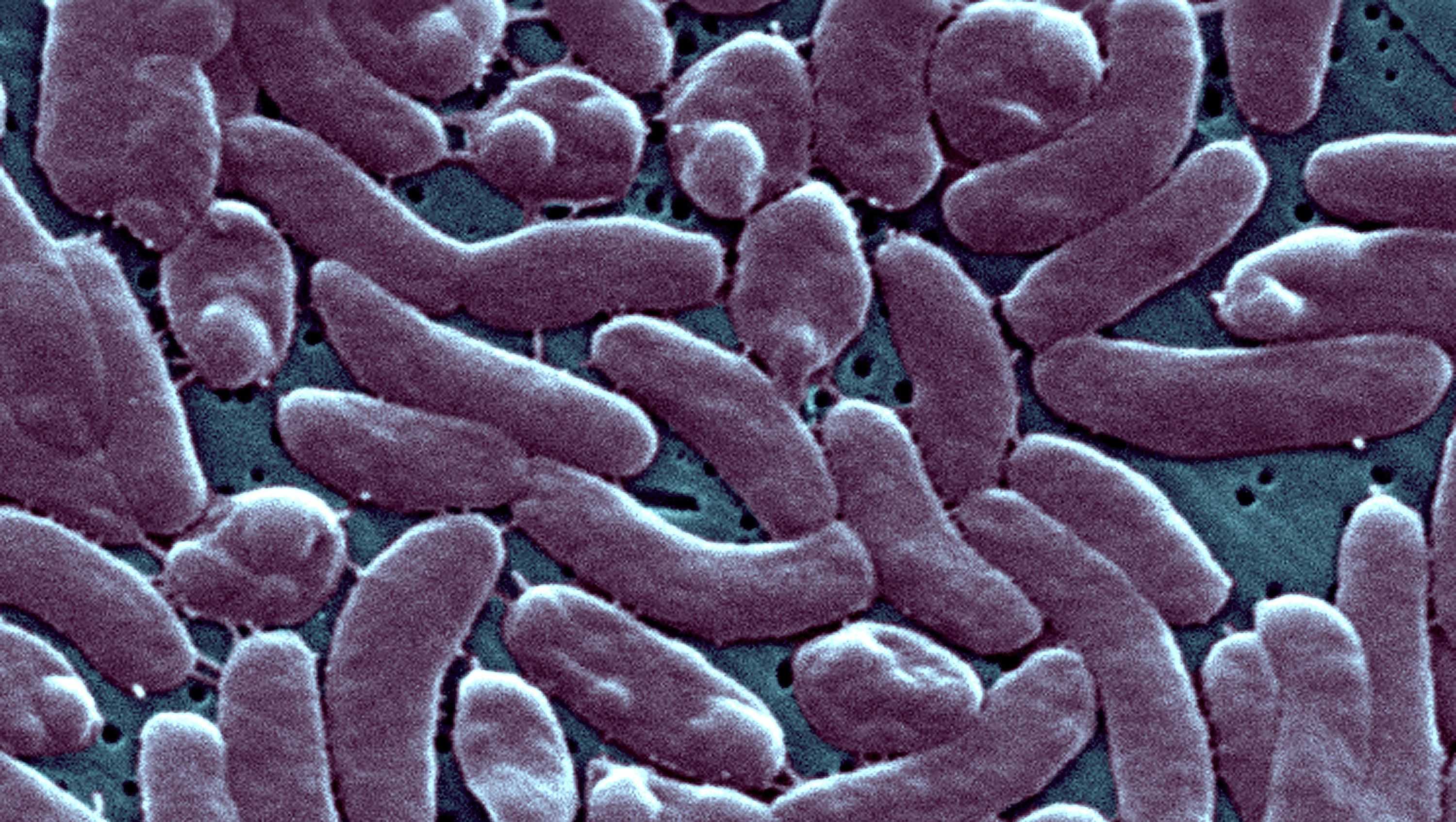 3 people die after flesh-eating bacteria infection in two states - Vimarsana News