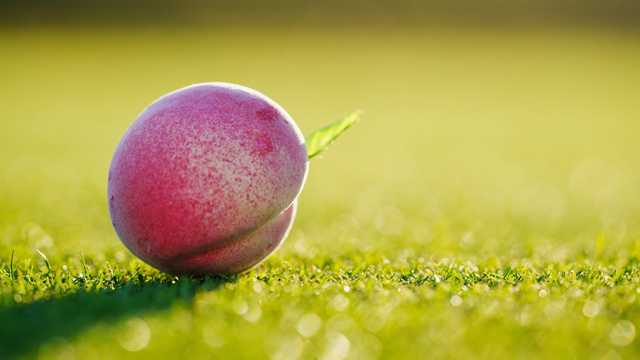 Georgia: More than 90% of peaches lost due to winter weather - Vimarsana News