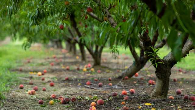 Georgia, the peach state, is out of peaches. Here's why. - Vimarsana News