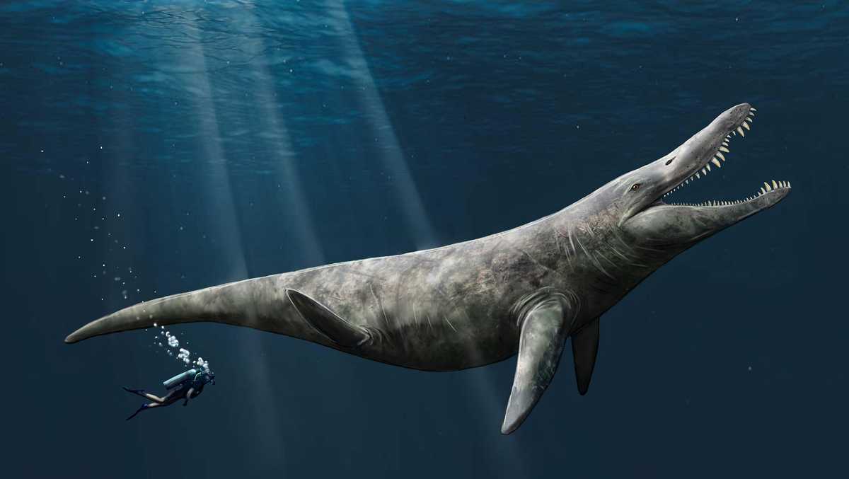 Fossil reveals size of Jurassic sea giant, study says