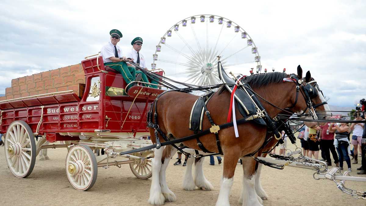 Budweiser, Clydesdales coming back to Super Bowl 56