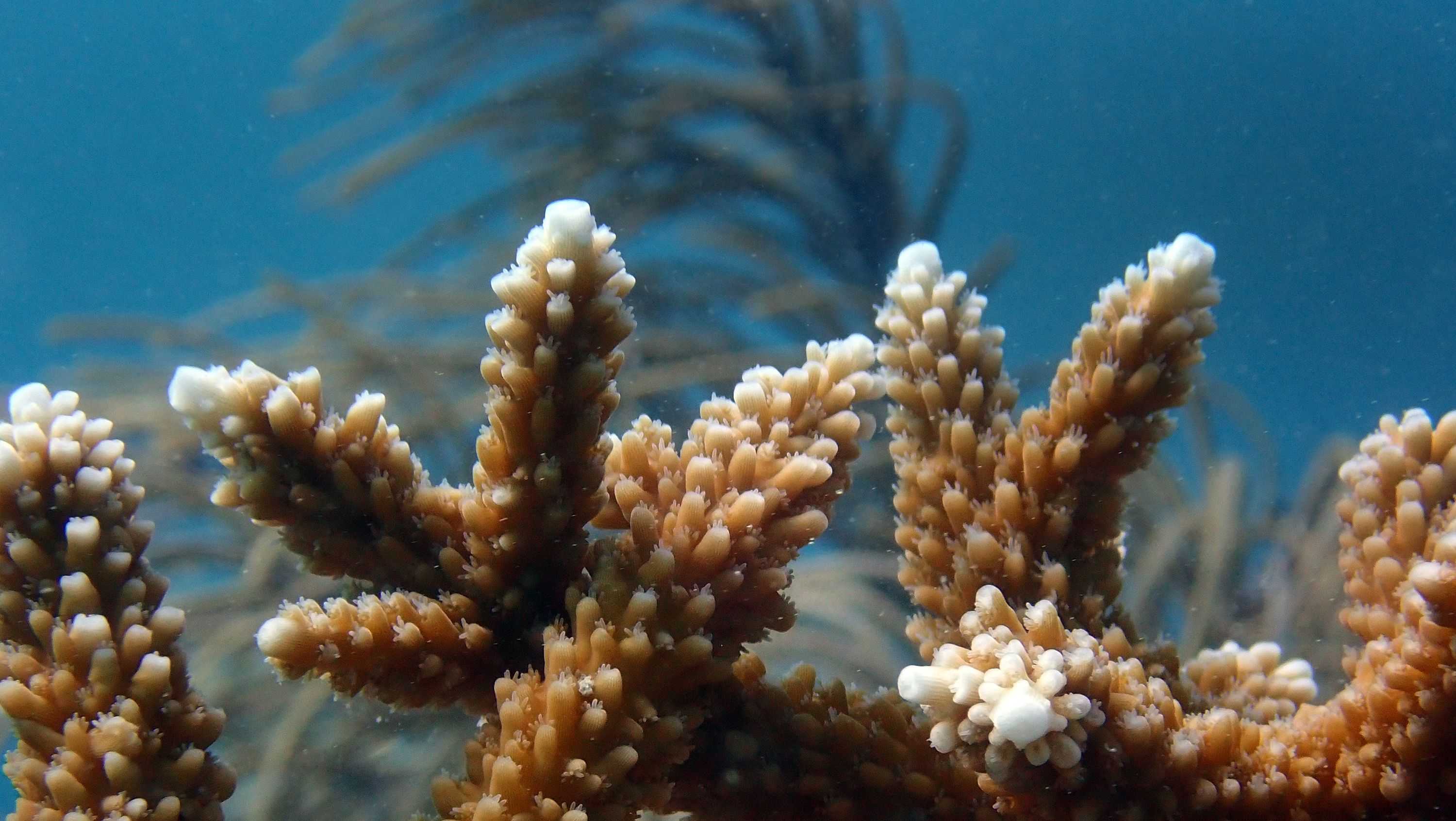 Global ocean temperatures soared to the highest level on record this week - Vimarsana News