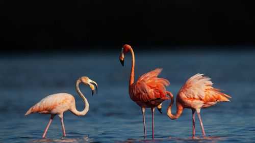 Flamingos spotted in states where the birds aren't usually seen - Vimarsana News