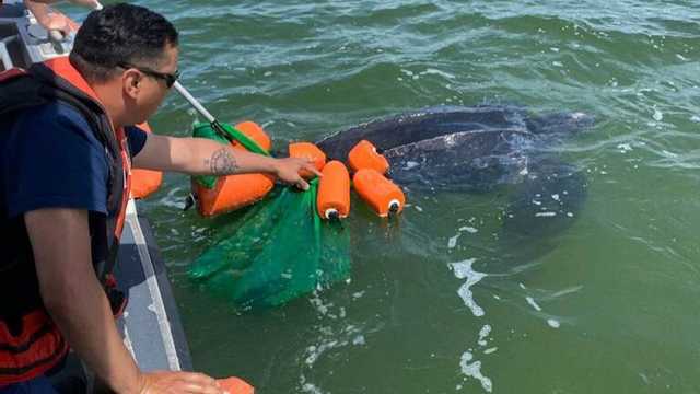 Coast Guard crew frees entangled sea turtle in Nantucket Harbor - Vimarsana News