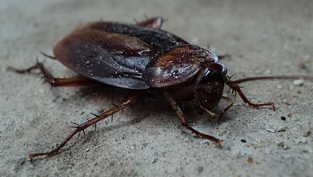 Fall pests invading Central Alabama homes: How you can fight back - Vimarsana News