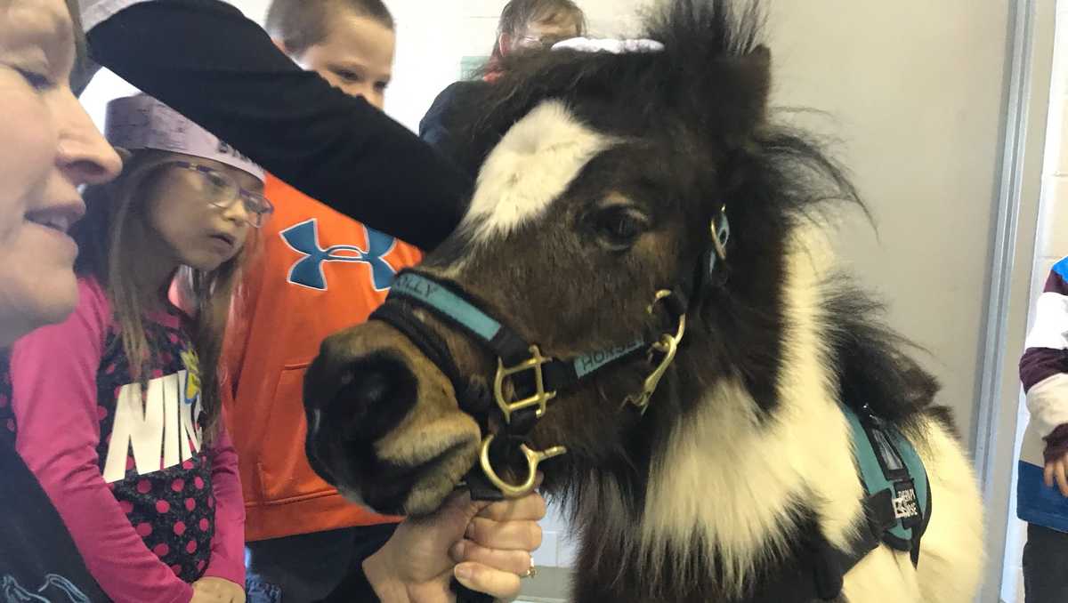Miniature therapy horses used to help ease stress for people