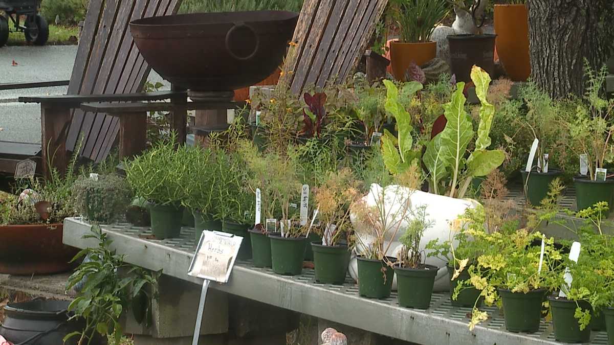 Savannah nursery prepared for freeze warning