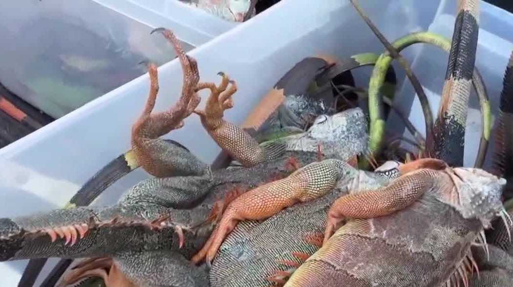 Fish and Wildlife no longer accepting green iguanas as agency's offices