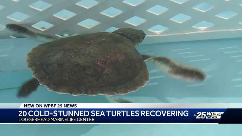 20 cold-stunned sea turtles rescued from frigid Massachusetts waters