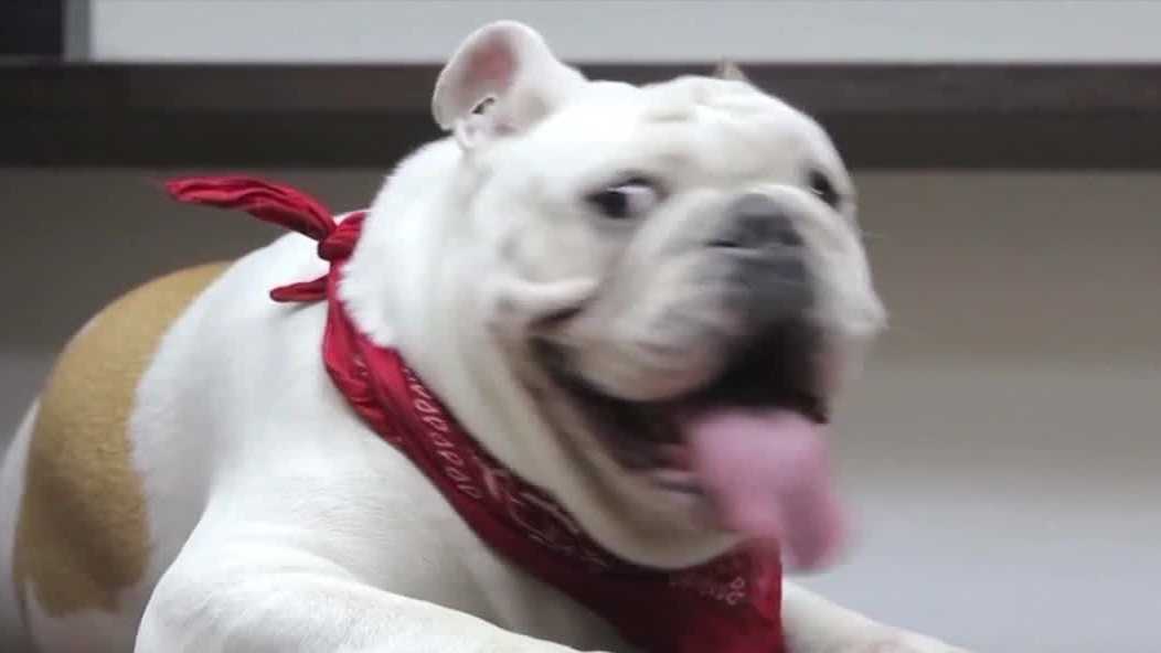 Cold weather prompts pet safety warnings in Palm Beach County