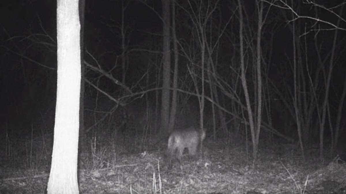 Third Colgate cougar sighting? Trail camera records big cat in woods