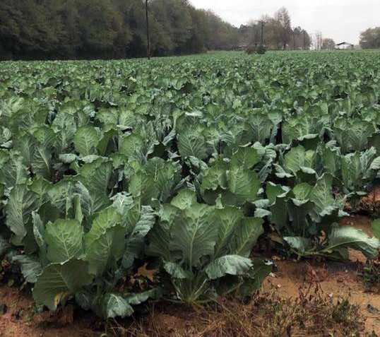 Woodstock Farms Chopped Collard Greens Case