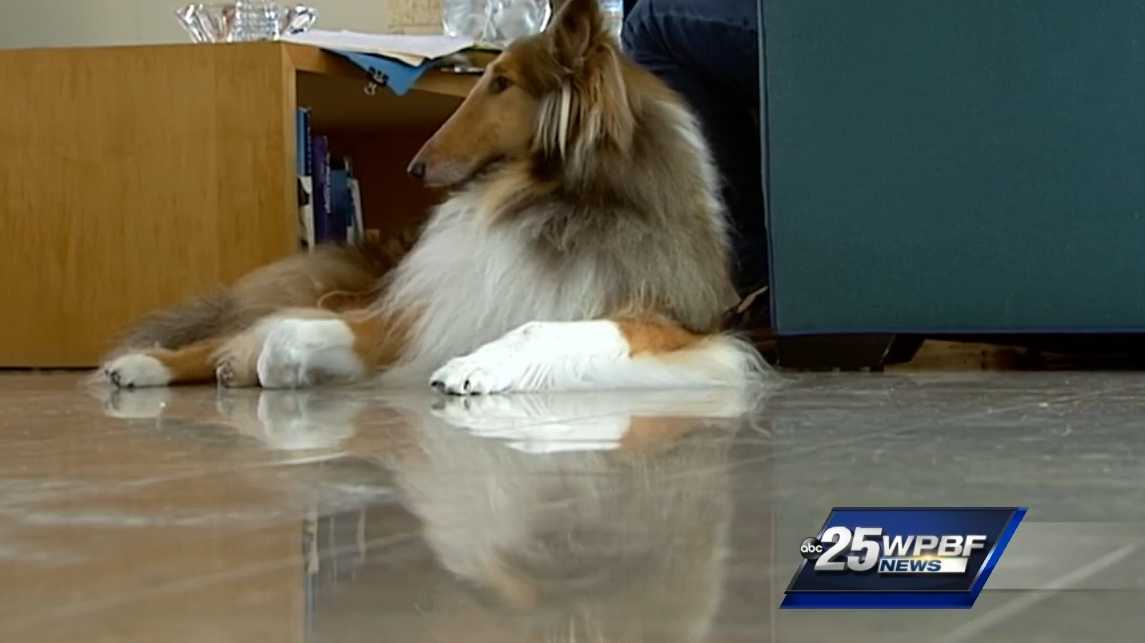 Missing dog's microchip surgically removed while lost