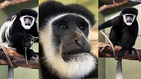 Louisville Zoo welcoming 3 monkeys to Colobus exhibit - Vimarsana News