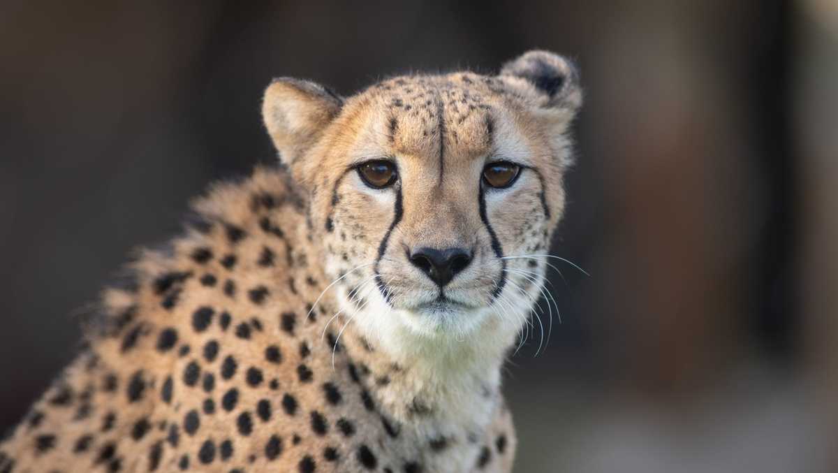 Ohio zoo euthanizes cheetah following Achilles injury