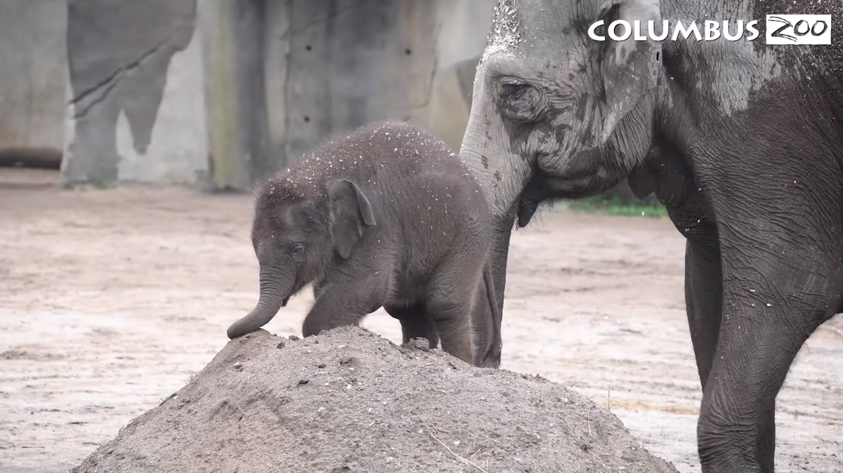 Frankie: Columbus Zoo's baby elephant named after loving grandma