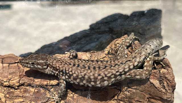 DNR: Common wall lizards spotted in southeastern Indiana - Vimarsana News