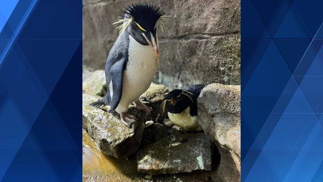 More zoo babies on the way: Penguins sitting on two eggs at Cincinnati Zoo - Vimarsana News