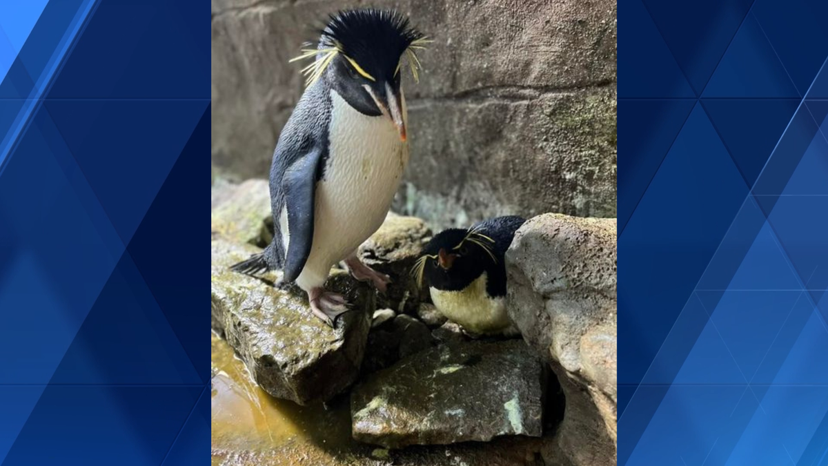 More zoo babies on the way: Penguins sitting on two eggs at Cincinnati Zoo