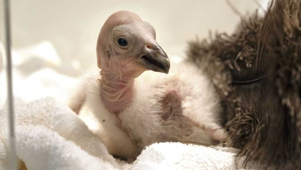 California condors in need of ’emergency vaccination campaign’