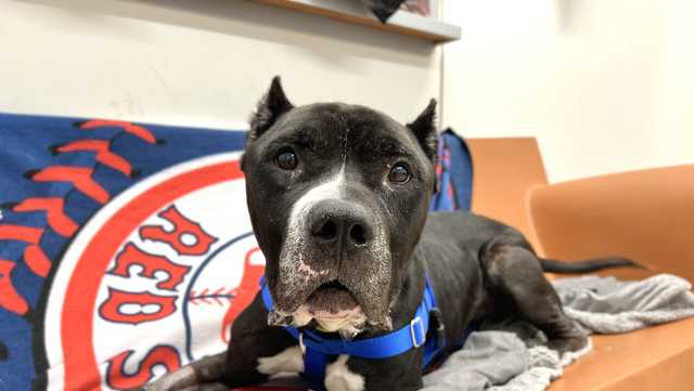 Massachusetts pair face felony animal abuse charges in emaciated, beaten dog case - Vimarsana News