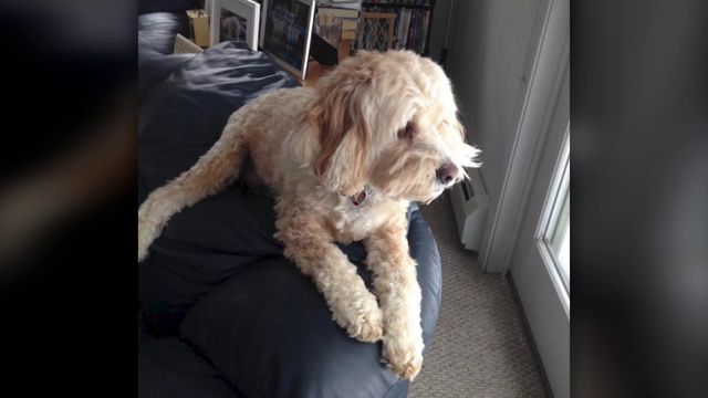 Woman: City breaking own rules after German shepherd kills cockapoo - Vimarsana News