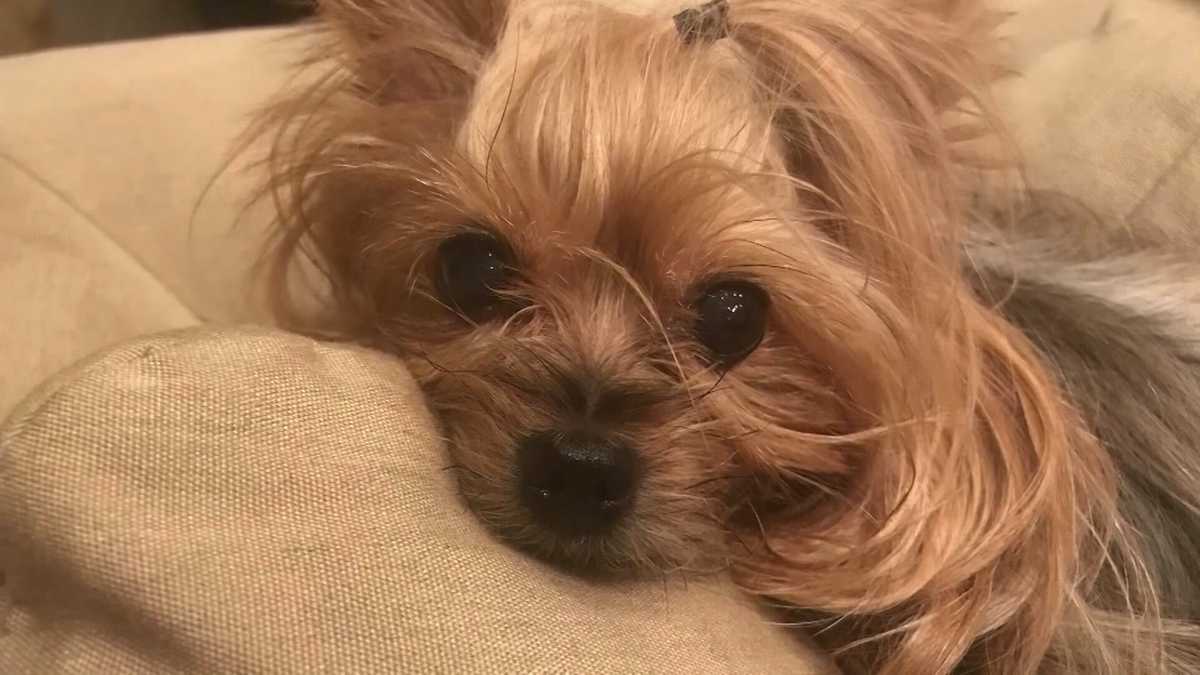 a-4-pound-yorkie-was-crushed-by-a-package-that-a-fedex-driver-tossed