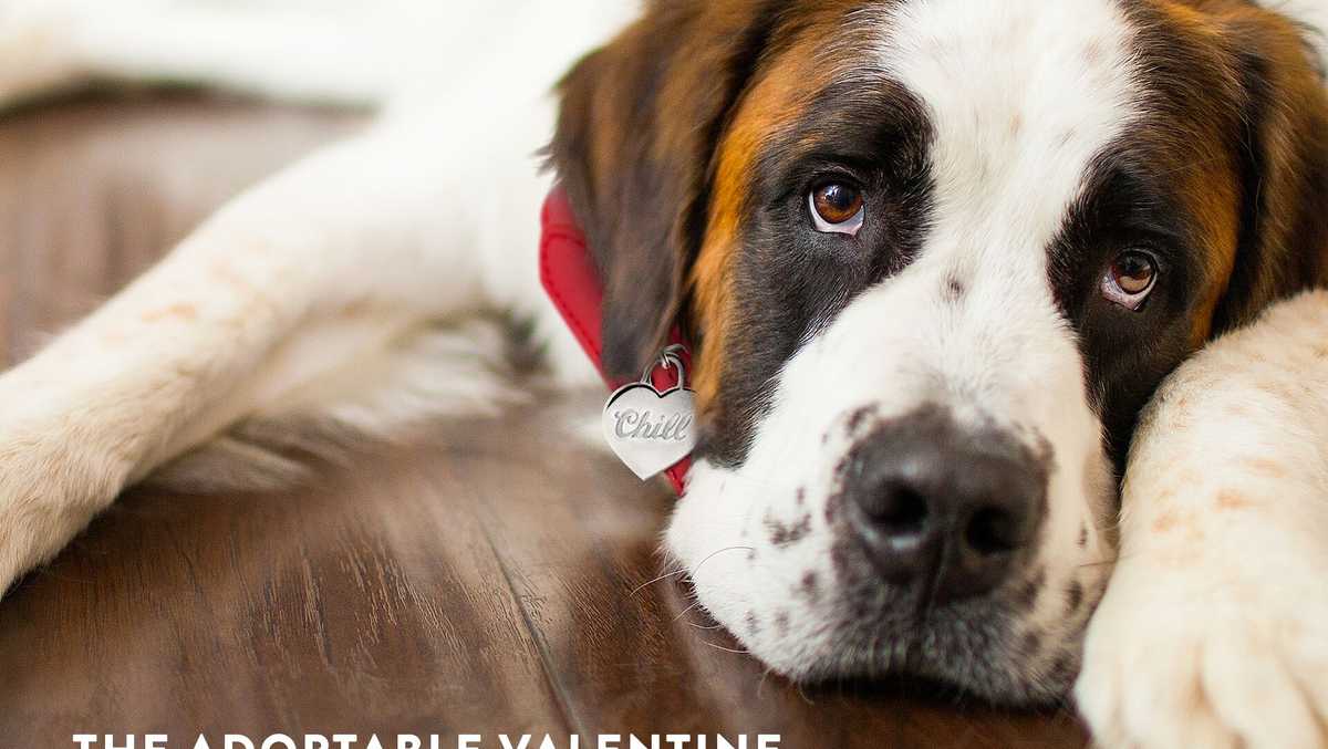 VALENTINE'S DAY PROMO Coors Light to cover dog adoption fees