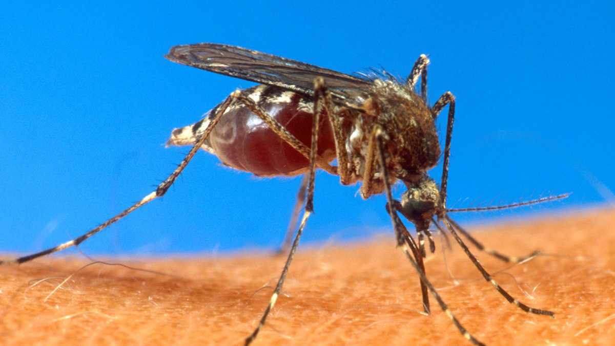 Un virus transmis par des moustiques a été détecté chez des poulets