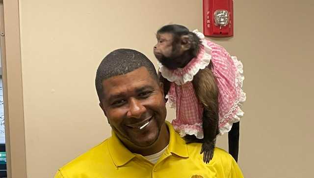 A monkey and a wallaby walk into a sheriff's office ... - Vimarsana News