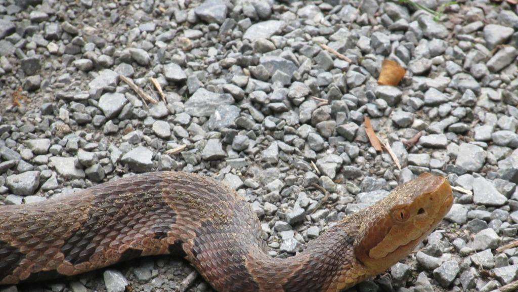 Pennsylvania Woman Bitten By Venomous Snake While Doing Laundry At Home