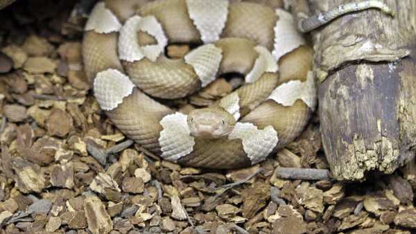 Watch Out It S Copperhead Birthing Season Officials Warn