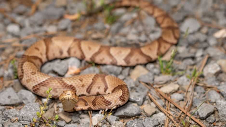 will a copperhead bite kill a dog