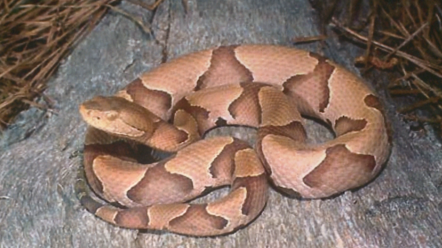 The 6 Types Of Venomous Snakes In Arkansas Id Guide 2 - vrogue.co