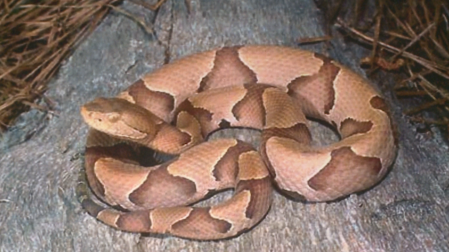 Which Arkansas snakes are venomous