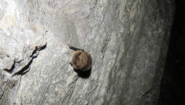 During international Bat Week, New York, Vermont biologists share safety tips for bats and residents - Vimarsana News