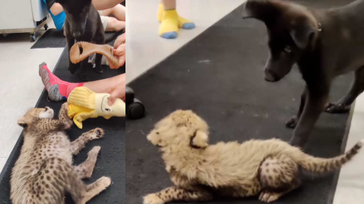 VIDEO Cincinnati Zoo cheetah cub Rozi meets her puppy companion Daisy(02)