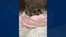 Great horned owl