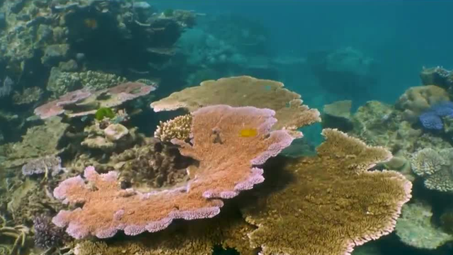 Florida Tech study: How do damaged coral reefs recover? - Vimarsana News