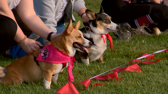 Nearly 100 corgis ready to race in Corgi Cup - Vimarsana News
