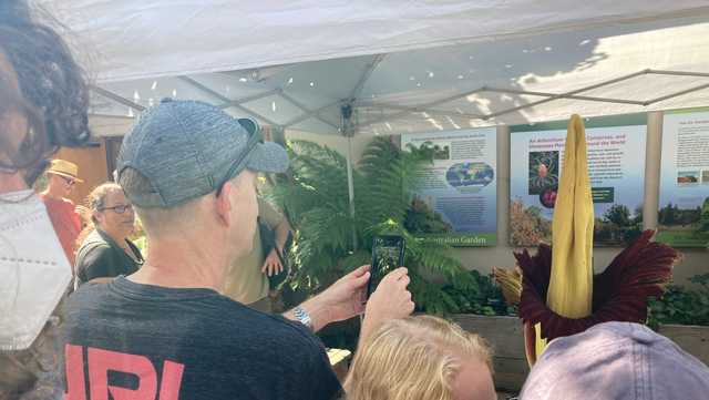 A little push by Mother Nature helps corpse flower finally bloom - Vimarsana News