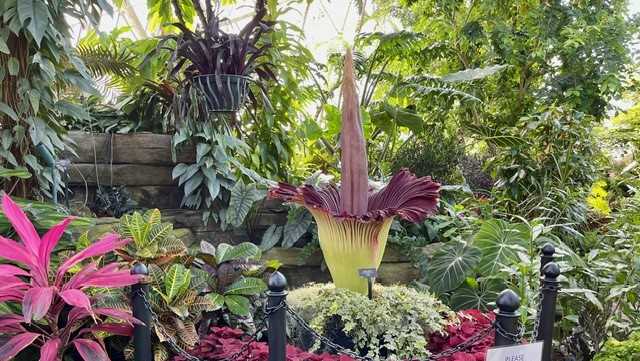 What does the Corpse Flower at Mitchell Park Domes smell like - Vimarsana News