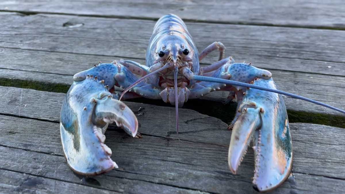 Rare Cotton Candy Lobster Caught Off Maine Coast