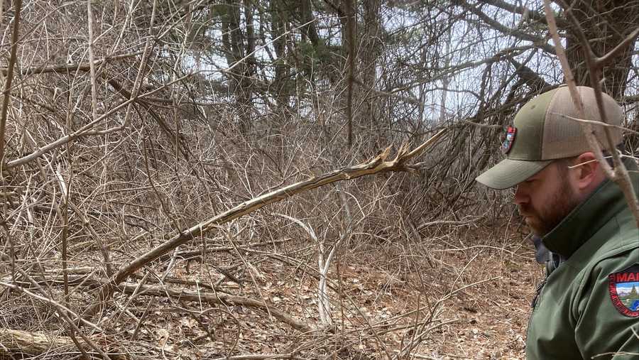 Cottontail rabbits have returned to Scarborough Marsh in Maine