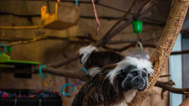 Blank Park Zoo adds critically-endangered tamarins - Vimarsana News