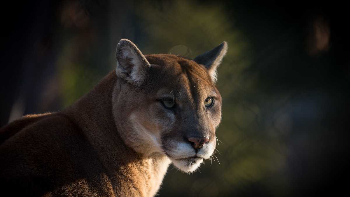 Ohio zoo mourns loss of 15-year-old cougar