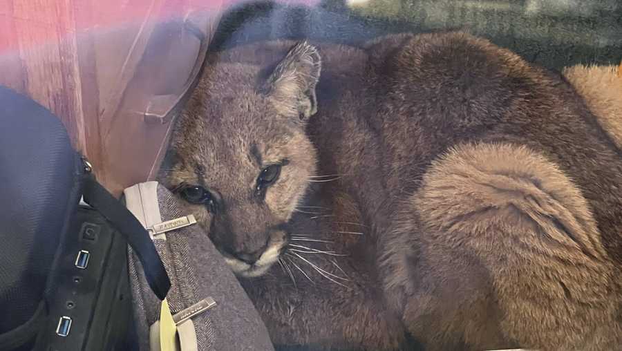 In this photo provided by the San Mateo County Sheriff's Office, is a mountain lion after it entered an empty high school classroom in Pescadero, Calif., Wednesday, June 1, 2022.